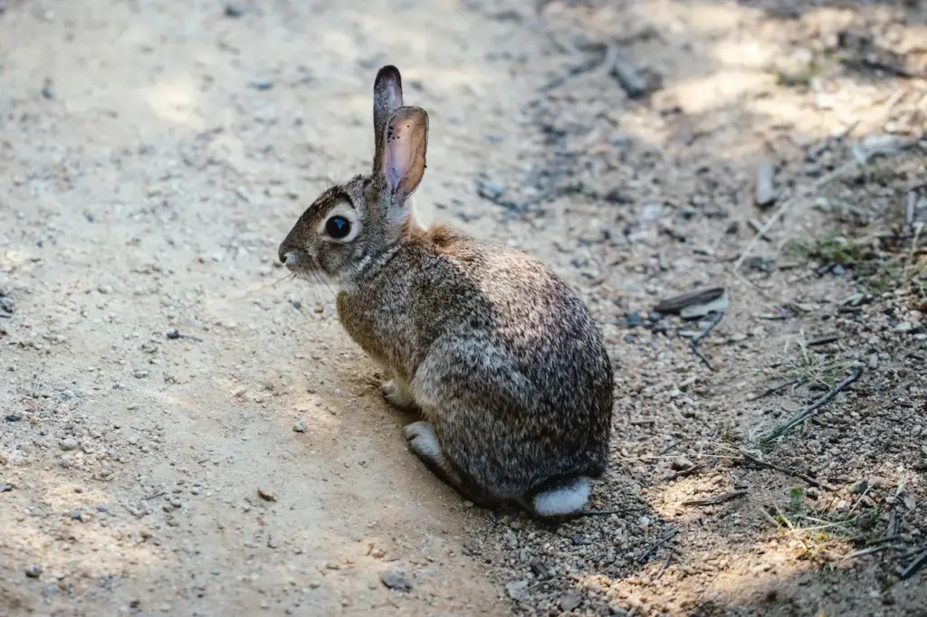 Cottontail Rabbits on the Ground 