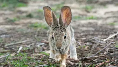 Endangered Cottontail Rabbits on the Ground