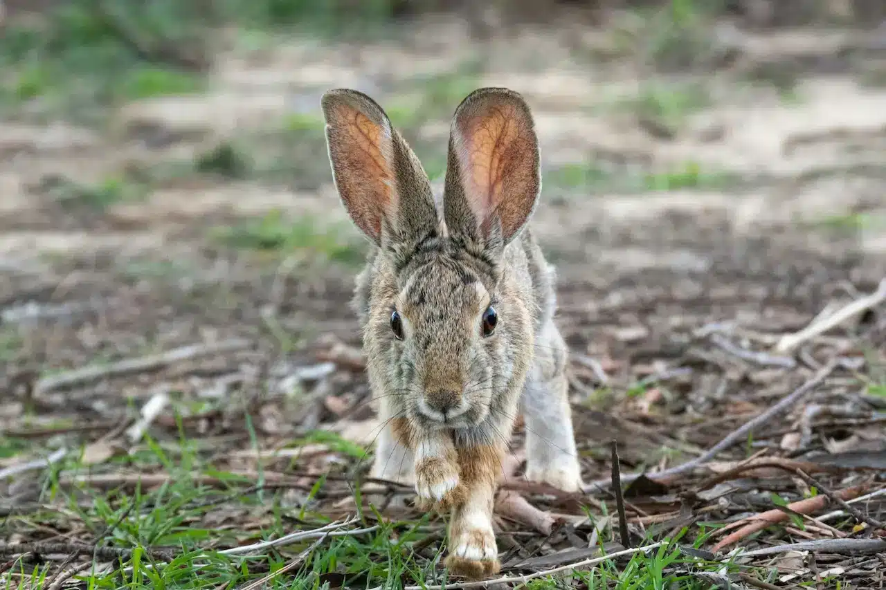 Endangered Cottontail Rabbits? Information | All About Wildlife