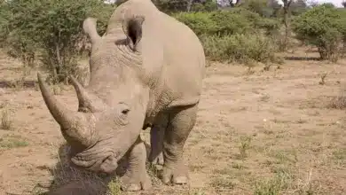 Endangered Rhino Poaching on a Ground