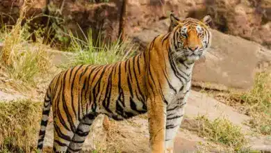 Farm Raised Tigers Standing on a Rock