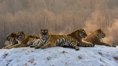 Group of Siberian Tigers Resting Inbreeding Threatens Siberian Tigers