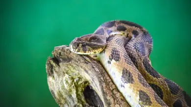 A Python Snake on a Tree More On Invasive Species