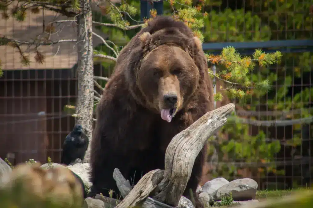 closeup Image of Yellowstone Grizzlies