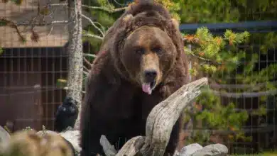 closeup Image of Yellowstone Grizzlies