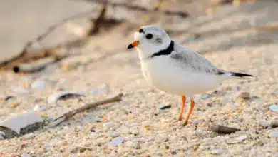 Endangered Piping Plover on the Sand