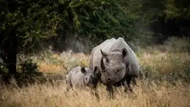 Rhino on a Field Most Endangered Wildlife List