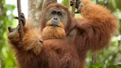 Orangutans Losing Rainforest Habitat