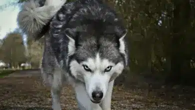 Closeup Image of a Wolf Stop The Wolf Hunt