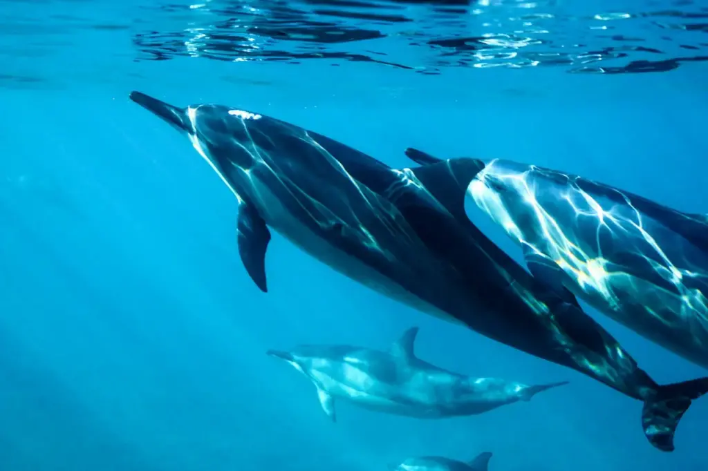 Dolphins in the Sea Water 