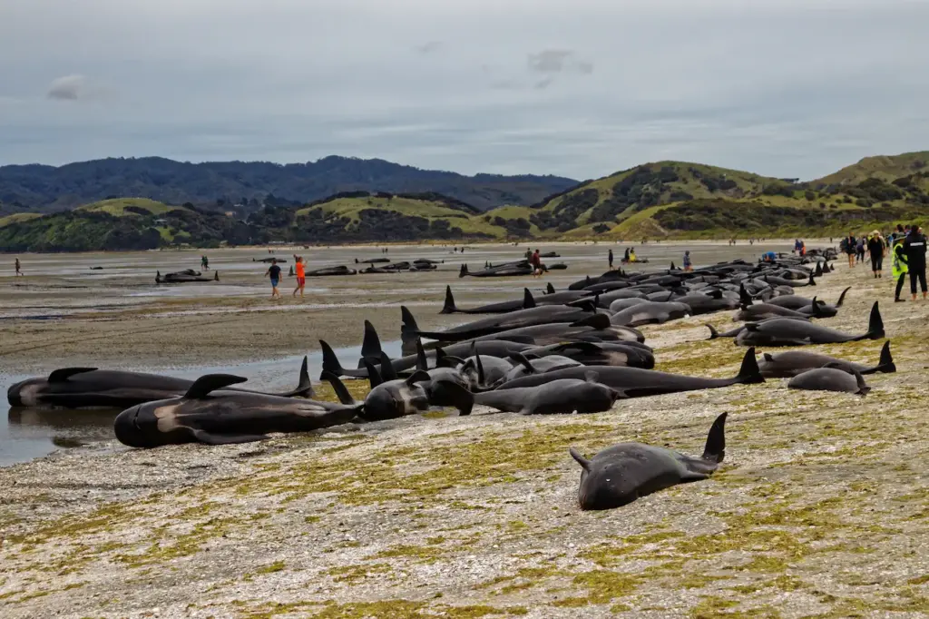 Pilot Whales Killed