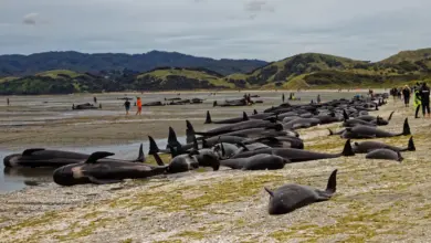 Pilot Whales Killed