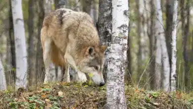 Wolf Hunt For Prey in the Woods