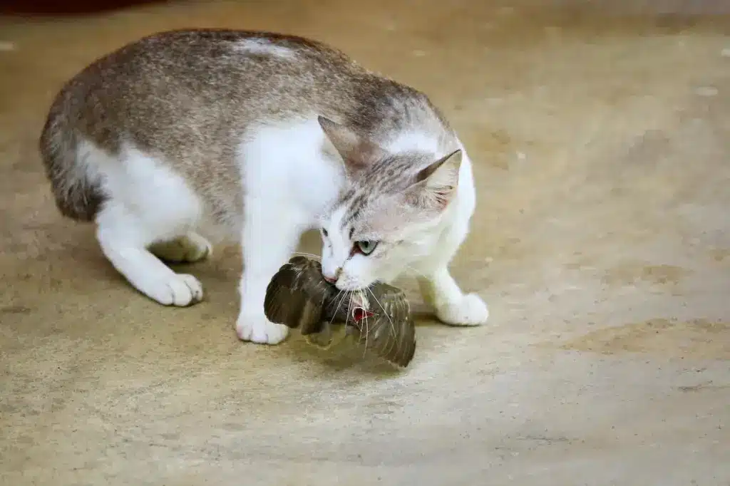 Image of Cats Eats Wild Birds 