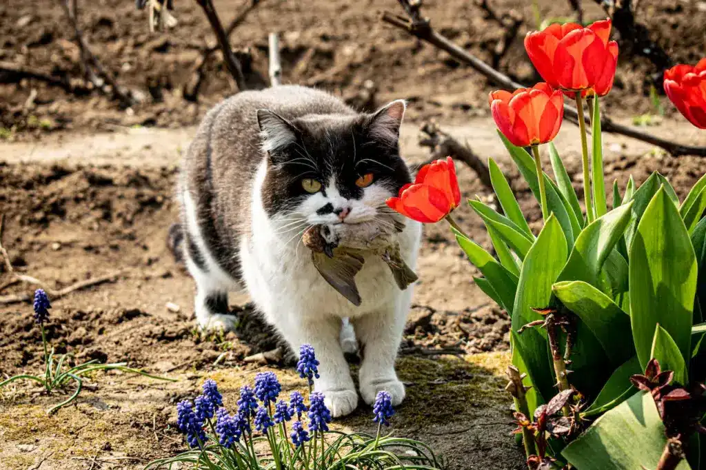 Cats Caught a a Bird Cats Eating Birds Cats Kill Wild Birds