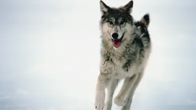 Hunters Claim To Scare 30 Wolves