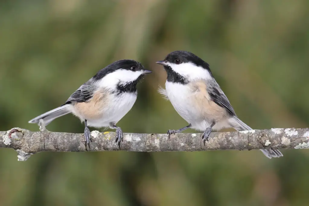 Killer Chickadees