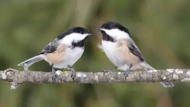 Killer Chickadees