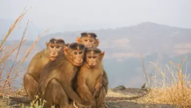 Monkeys Teach Their Young To Floss Teeth