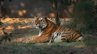 Tiger Resting on a Ground Saving The Endangered Tiger