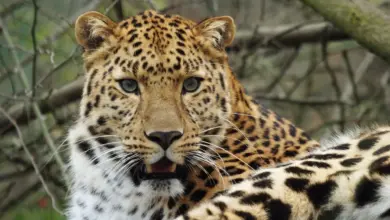 Closeup Image of Amur Leopard Siberian Fires Threaten Amur Leopard and Tiger