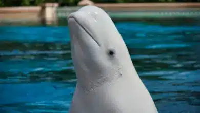 Close up Image of Beluga Whale