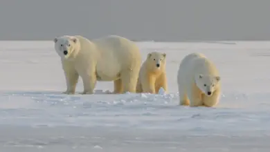 Save America's Polar Bears