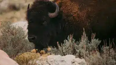 Restoring Bison To America