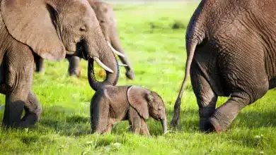 Elephants Family on the Grass. Ants Versus Elephants