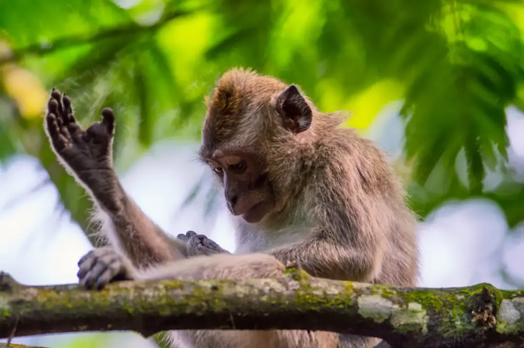 Moonlight Monkeys Resting on a Tree