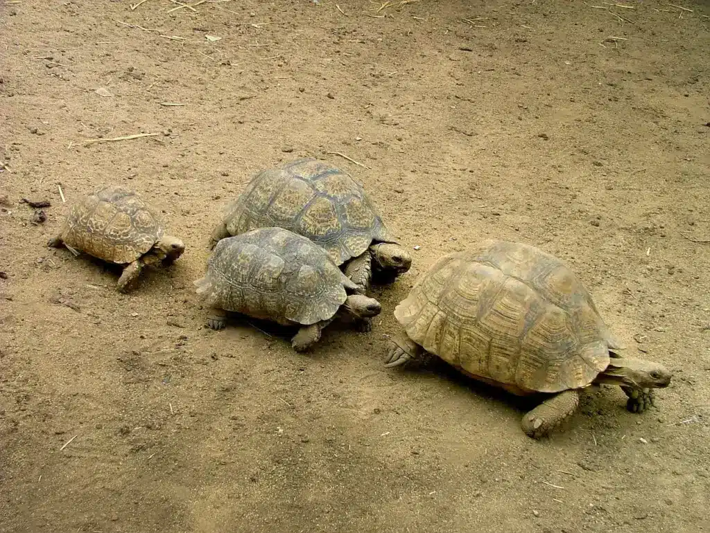 Group of Turtle on the Ground Tortoise Helping a Buddy