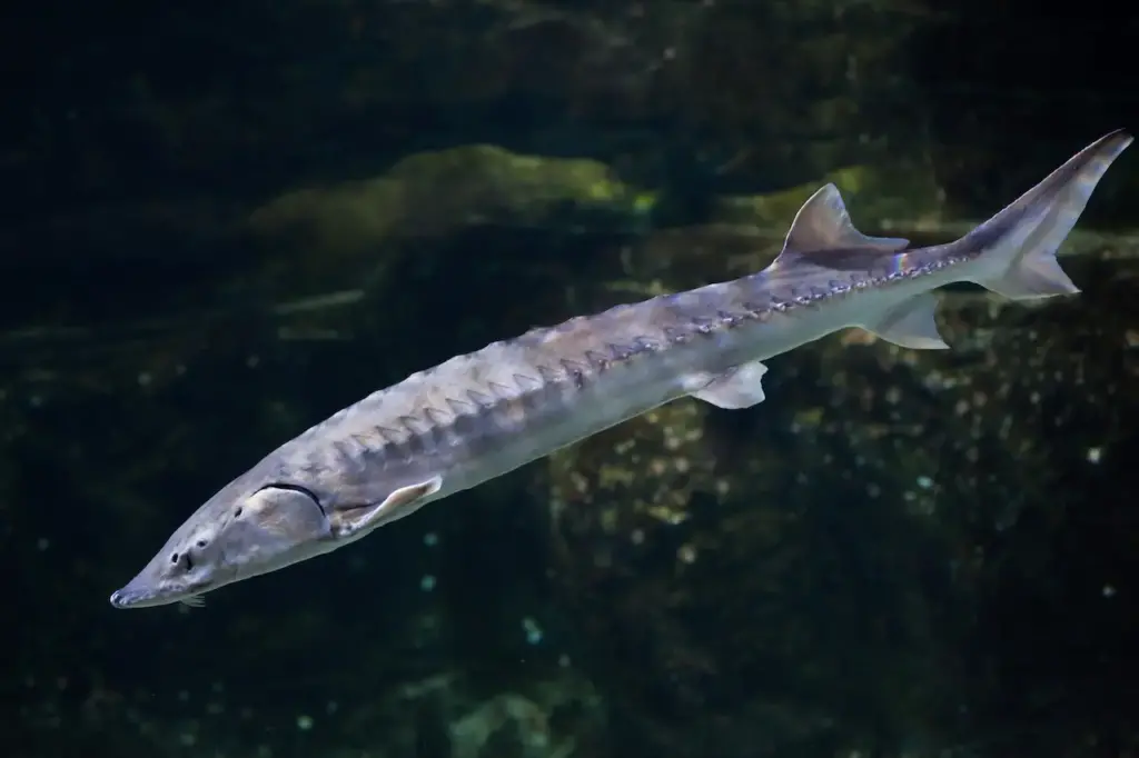 Atlantic Sturgeon a New Endangered Species