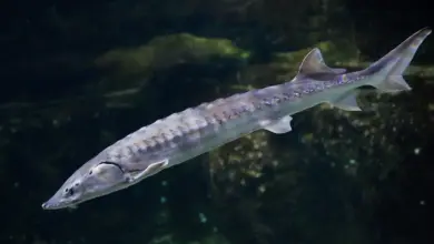 Atlantic Sturgeon a New Endangered Species