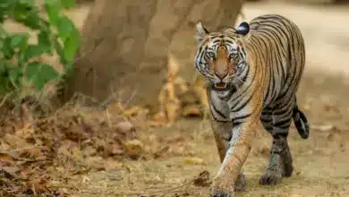 Leonardo Dicaprio Endangered Tigers Walking on the Ground