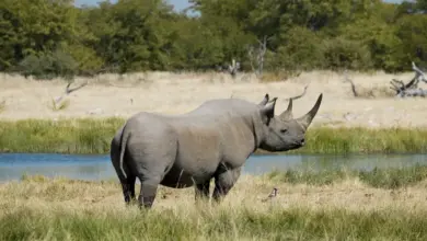 Poachers Killing a Rhino on the Grass