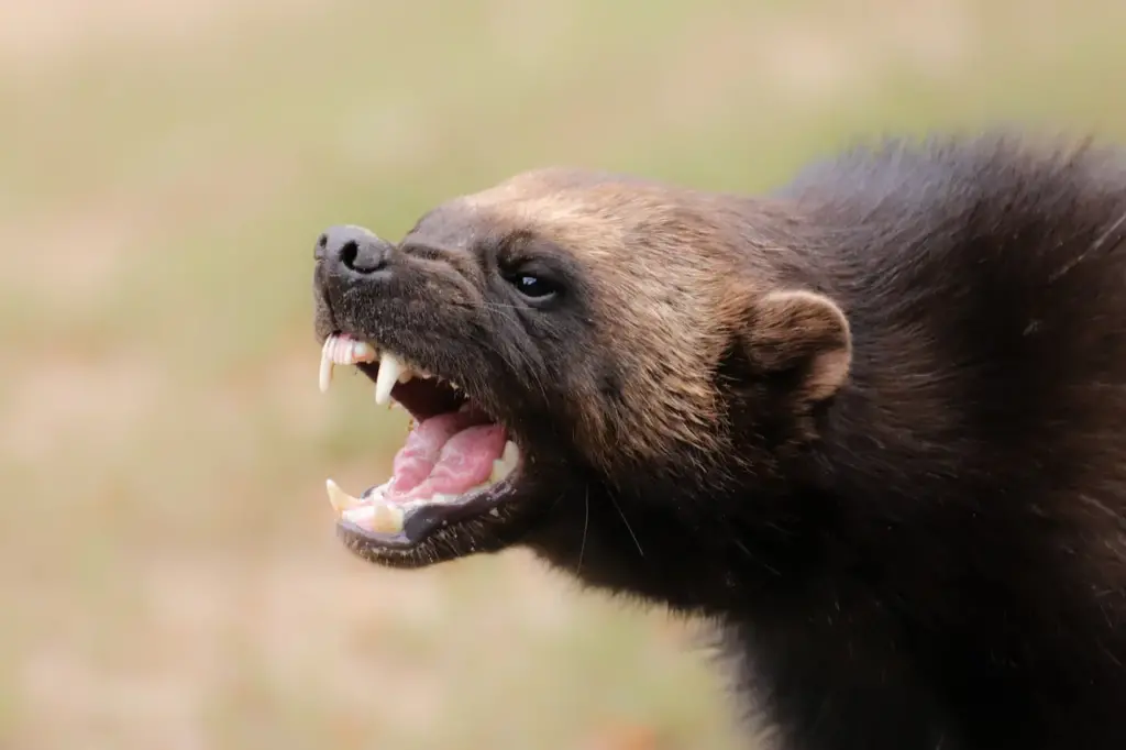 Closeup Image of Wolverine California's Endangered Animals