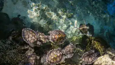 Endangered Turtles and Tortoises on the Water