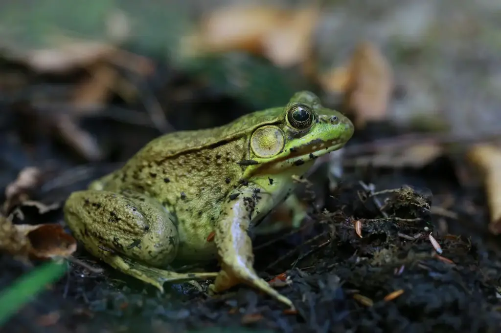 Frog on the Soil Looking For Foods 