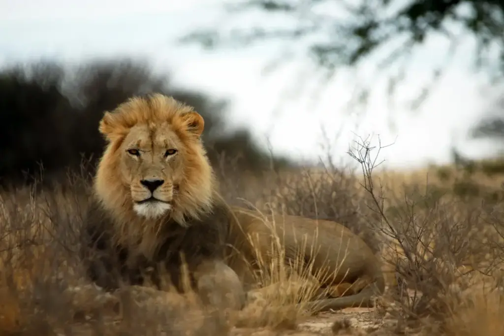 Lion Resting on a Tall Grass 