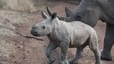 The Most Endangered Baby Rhino with his Mother Rhino