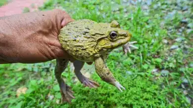 Yellow Frog in a Hand The World's Greatest Frog Hunt