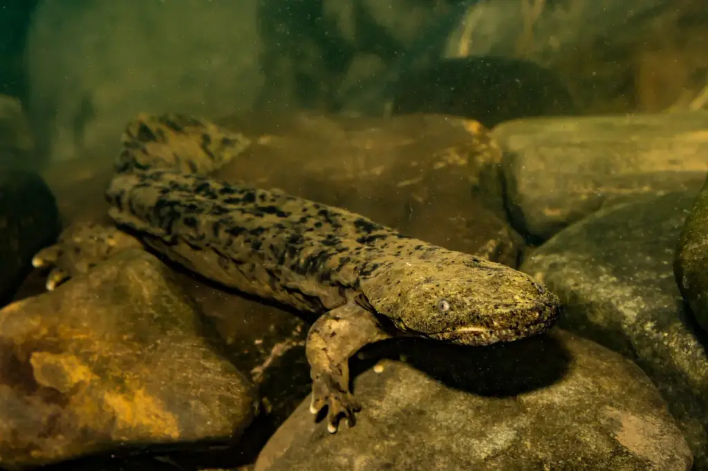 Crawfish on a Creek Bottom China Devours The World's Endangered Wildlife