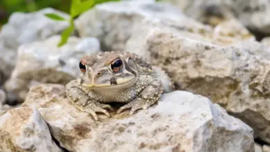 Houston Toad on a Rock Endangered Animal of Texas