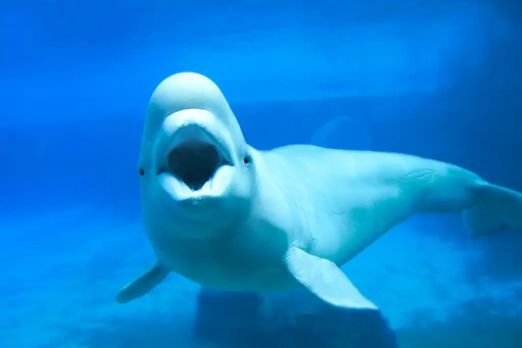 White Beluga Whale Underwater. Endangered Animals In Canada