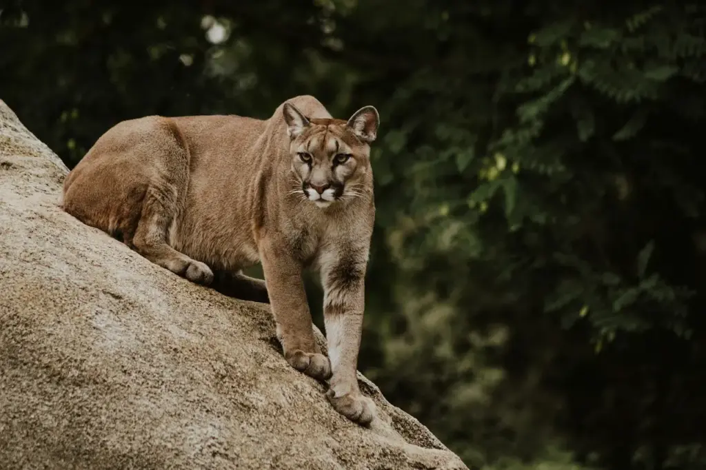 Cougar Sitting in a Rocks. Connecticut Cougar Walked From South Dakota