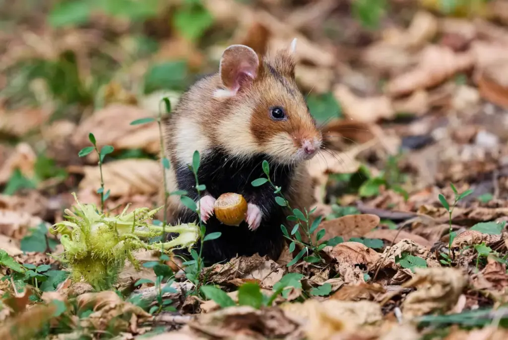 European Hamster Eating Nuts 