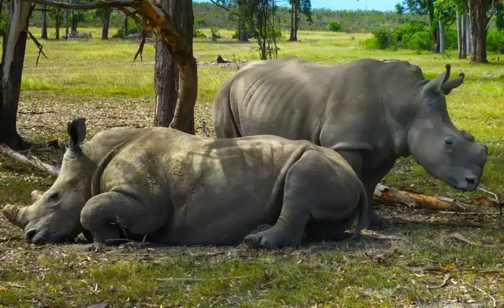 Two Rhinos Resting A Terrible Year For Rhinos