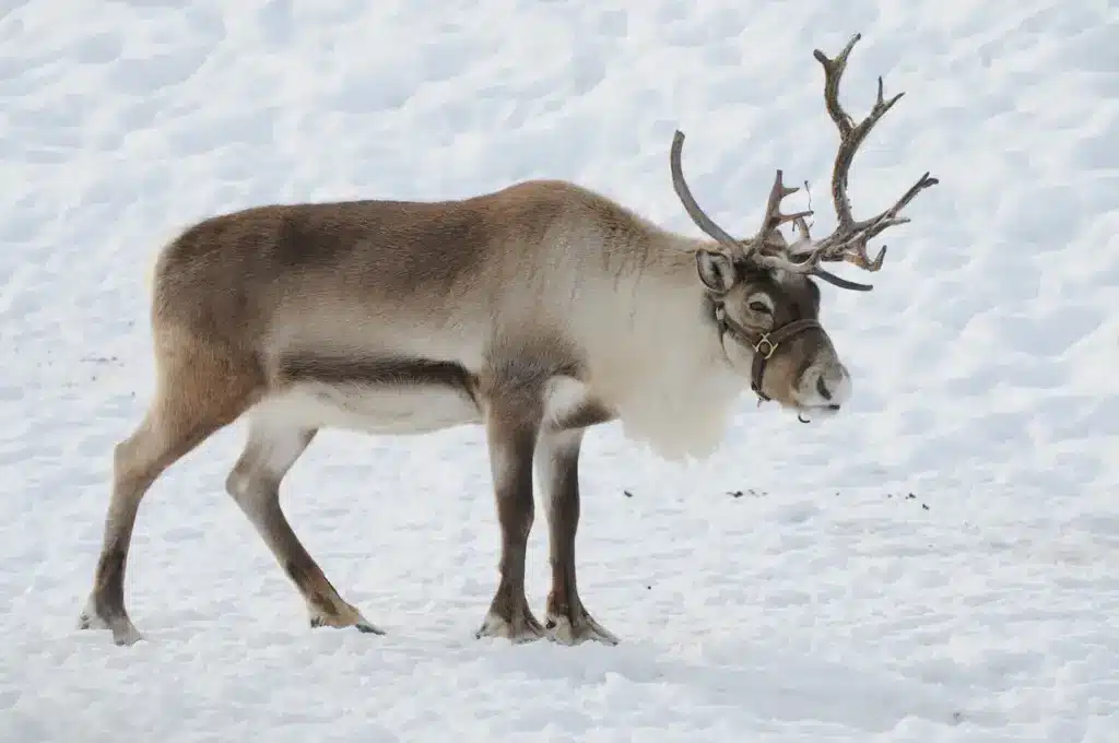 Ren on a Snow Reindeer Hurt By Climate Change