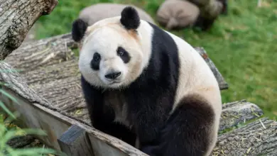 Panda Sitting What is an Endangered Species