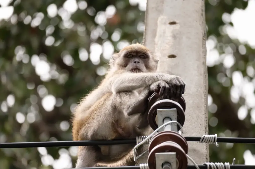 Monkey on a Wire 